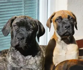Boerboel FCI 2 holčičky