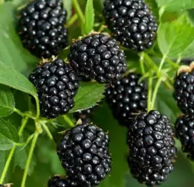 Ostružina beztrnná Navaho