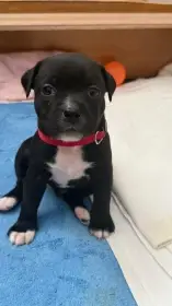 Štěňátka staffordšírský bullteriér