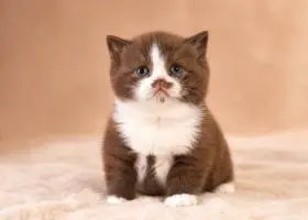 Exkluzivní britská koťata – čokoládový a skořicový bicolor s PP