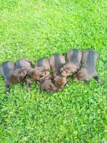 Jezevčík drsnosrstý standard