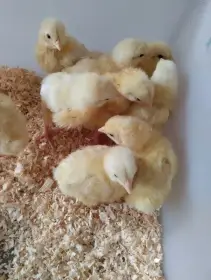 Brojlerová kuřata