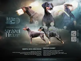 Dobrman - štěňata s PP FCI