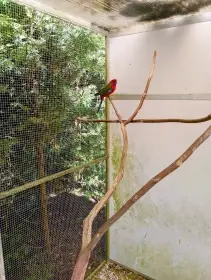 Rosela penant přírodní