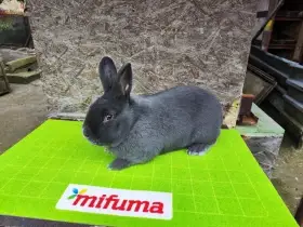 Samec vídeňský modrý