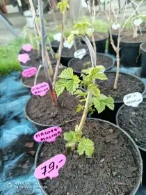 Fialový maliník Glen Coe