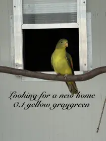 Papoušek červenokřídlý - žlutá šedozelená