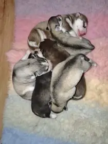 Sibiřský husky s PP