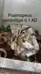 Pavouci - aktuální nabídka 1.5.