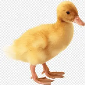 Kachňata pekingská
