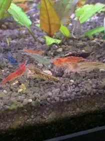 Krevety Neocaridina