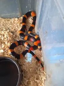 Samec (1,0) L.t.campbelli 2024 (90cm)