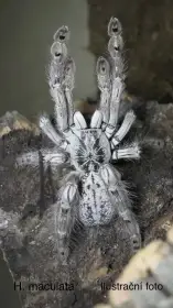 0.1 H. maculata AD - ilustrační foto