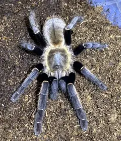 0.1 O. aureotibialis (3,5-4 cm)