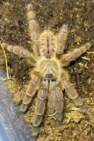 A. sp. rufus SUB AD