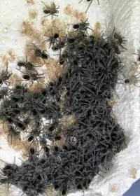 A. seemanni (1. sv.)