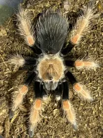 Posílám - A. seemanni, G. rosea red, B. boehmei, P. auratus ...