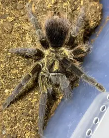 0.1 P. auratus AD