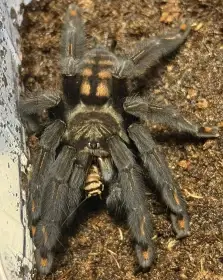 0.1 P. irminia (4 cm)