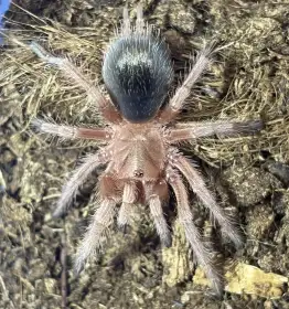 0.0.1 G. rosea red (2 cm)
