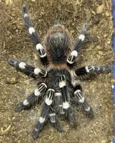 0.1 A. geniculata (4,5 cm)