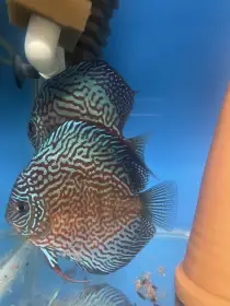 Discus-Terčovec