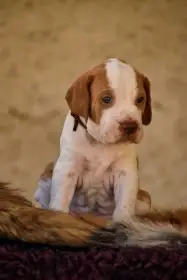 Anglický pointer