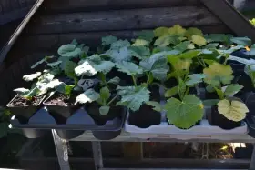Sadba-Rajčata,Patizony,Dýně,Cuketa,Lilek,Meloun