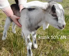 Anglonubijský kozlík 50%AN