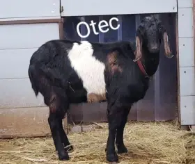 Otec