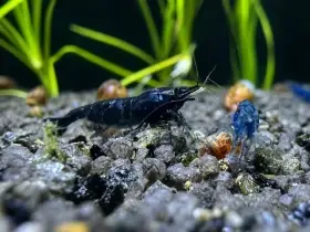 Neocaridina Blue Dream