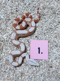 Hroznys kralovsky RLT Albino Kahl het Snow