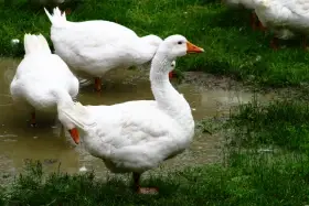 Husí násadová vejce