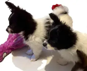 Papillon do 2,5 kg