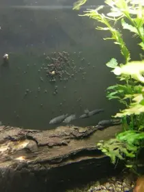 Polozobánka - Nomorhamphus celebensis