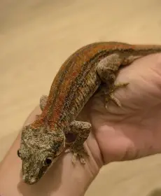 Rhacodactylus auriculatus odrostlá mláďata