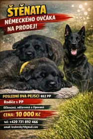 Německý ovčák – štěňata k rezervaci