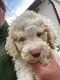 Lagotto romagnolo s PP