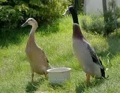 Bezec indicky
