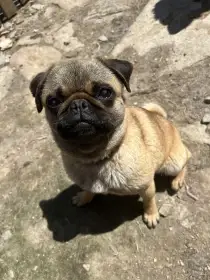 Mops