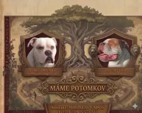 Americký bulldog