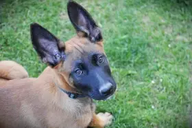 Belgický ovčák malinois s PP