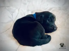 Štěňátka Flat Coated Retriever s PP