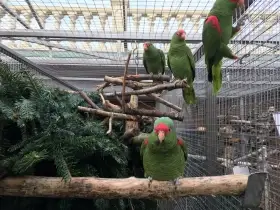 Amazoňan nádherný /Amazona pretrei/