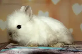 Zakrslí králíčci Teddy s Výpisem - doprava po ČR zajištěna