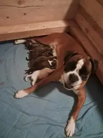 Štěňata německého boxera