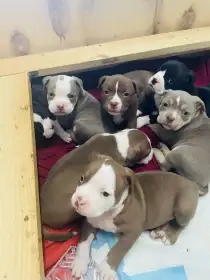 American Bully štěňata s abkc PP