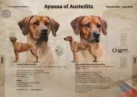 Chovatelská stanice Ayanna of Austerlitz příjímá rezervace na štěňátka