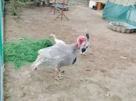 Krocan šedý
