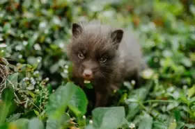 Domestic silver fox, tame puppy 2026